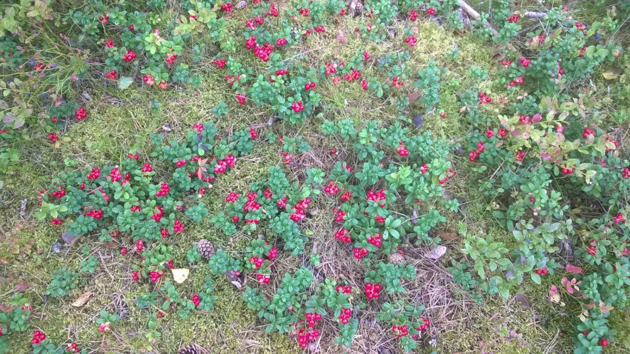 Kujanpaeae | Paajoen Vuokramoekit 호텔 Himos 외부 사진